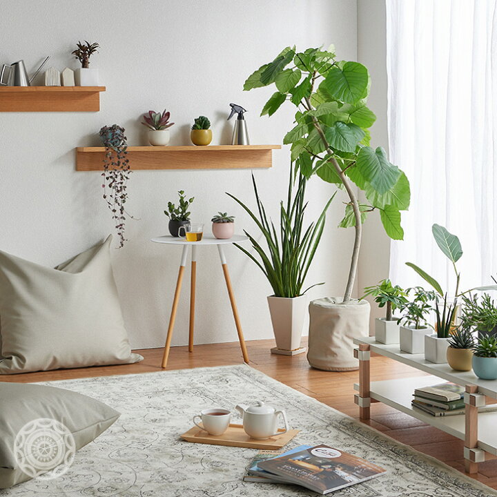 楽天市場 観葉植物 インテリア 大型 鉢 おしゃれ お祝い 土 棚 指宿ウンベラータ ノーマル樹形 10号 引っ越し祝い 新築祝い 北欧 育てやすい 立札 ギフト 初心者おすすめ プレゼント コテラ こてら Koteraグリーンとインテリアのお店