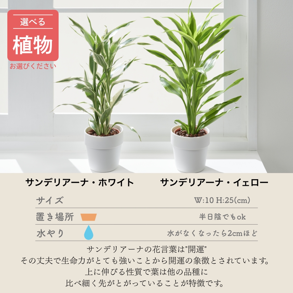 楽天市場】【全品5%off☆11/5限定】観葉植物 インテリア 選べる