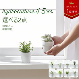 【全品5%off★5/10限定】土を使わない観葉植物 インテリア ハイドロカルチャー 選べる 小さい おしゃれ 鉢 お祝い パキラ ウンベラータ ミニ モンステラ セット 棚 サンスベリア 引っ越し祝 新築祝 北欧 ミニ ポトス ガジュマル コテラ こてら 4.5cm ヤマツ