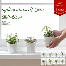 【全品10%off★4/24 20:00～】土を使わない観葉植物 インテリア ハイドロカルチャー 選べる 小さい おしゃれ 鉢 お祝い パキラ ウンベラータ ミニ モンステラ セット 棚 サンスベリア 引っ越し祝 新築祝 北欧 ミニ ポトス ガジュマル コテラ こてら 4.5cm ヤマツ