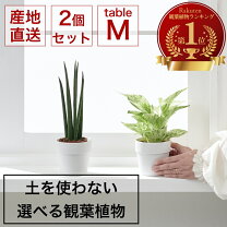 楽天市場】観葉 植物 2点セットの通販