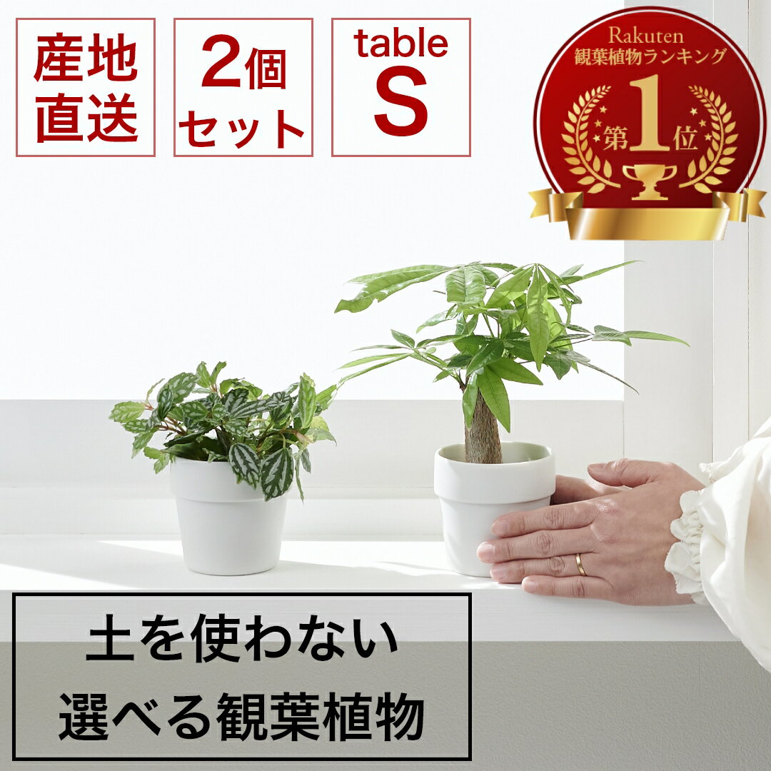 【最大P15倍★7/19 20:00～】土を使わない ミニ 観葉植物 小さい ハイドロカルチャー 鉢 陶器 ポット 透明 選べる 2点セット おしゃれ 棚 パキラ モンステラ サンスベリア ポトス 引っ越し祝 新築祝 北欧 6cm コテラ こてら
