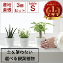 【Sサイズ 選べる3個セット】土を使わない ミニ 観葉植物 小さい ハイドロカルチャー 鉢 おしゃれ 棚 パキラ モンステラ サンスベリア ポトス 引っ越し祝 新築祝 北欧 6cm コテラ こてら ヤマツ