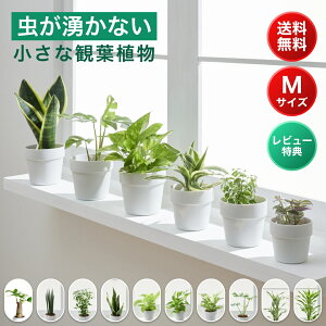  ϗtA MTCY ~j nChJ`[ k͔| pL Xe TXxA |gX  y gȂ  킩Ȃ 킩Ȃ Z fĂ WRq}c 9cm