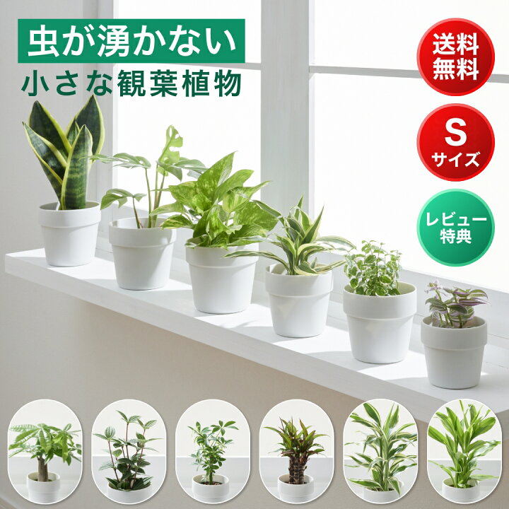 観葉植物】ポリシャス10寸尺鉢 - 株式会社正花園 観葉植物三寸2種10鉢