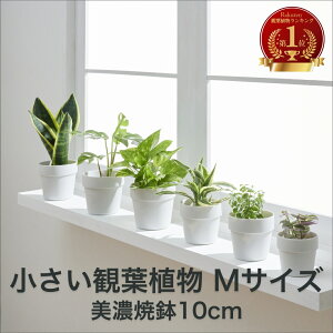 yMTCY Iׂ1ZbgzygȂ ~j ϗtA  nChJ`[   I pL Xe TXxA |gX zj Vzj k 9cm Re Ă }