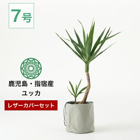 観葉植物 ユッカ エレファンティペス カバーセット 大型 7号 インテリア おしゃれ 大きい 指宿 北欧 開店祝い 新築祝い 引っ越し祝い コテラ