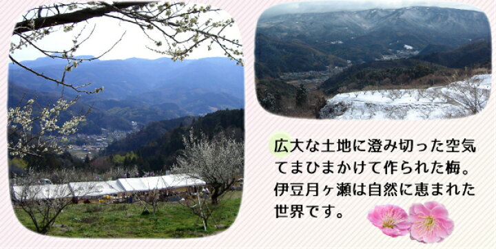 楽天市場 無添加 梅シロップ 梅ジュース 500ml 1本 静岡 水も添加物も一切くわえていないノンアルコールの飲み物です お湯や冷水 お好みでウィスキーなどで割ってお召し上がり下さい 静岡 土産 月ヶ瀬梅園 小戸橋製菓