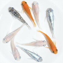 楽天市場】ダルマ メダカ（熱帯魚・アクアリウム｜ペット・ペット 