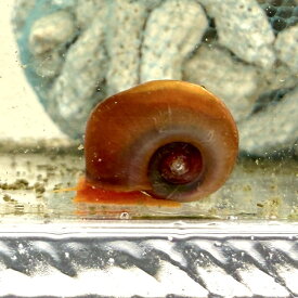 【レッドラムズホーン】送料無料 ！！ メダカ 餌 水質改善 水槽 めだか アクアリウム 貝 熱帯魚