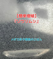 【送料無料】【ゾウリムシ 】メダカ メダカの餌 針子 稚魚 餌 生き餌 エサ ぞうりむし みじんこ クロレラ…