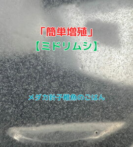 yzy~hV z_J _J̉a jq t a a GT A ~hV [Oi ߂Obs[x^ Mы  NO[EH[^[ AN