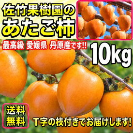 柿 かき あたご柿 《佐竹果樹園のあたご柿》約 10kg 大玉限定 (L〜3Lサイズ混合) よさ来い監修 愛宕柿 愛媛県 丹原産 干し柿 用 渋柿 枝付渋柿 干し柿 つるし柿 あんぽ柿 さらし柿用 【あたご柿　10キロ】《 11月中旬より ご注文順に発送》