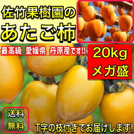 柿 かき あたご柿 《佐竹果樹園のあたご柿》約 20kg 大玉限定 (L〜3Lサイズ混合) よさ来い監修 愛宕柿 愛媛県 丹原産 干し柿 用 渋柿 枝付渋柿 干し柿 つるし柿 あんぽ柿 さらし柿用 【メガ盛り　あたご柿　20キロ】《11月中旬よりご注文順発送》