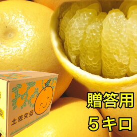 贈答用 土佐文旦 高知県産 文旦 大玉 4L または 3L 5kg ぶんたん 露地土佐文旦 5キロ 【◆贈答用5キロ◆　4Lまたは3L 土佐文旦】