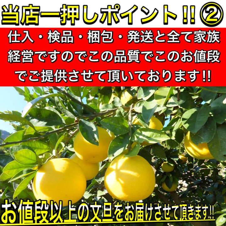 楽天市場】文旦 土佐文旦 4L 3L 混合サイズ 大玉 限定 ご家庭用(贈り物 
