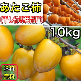 柿 かき あたご柿 (愛宕柿) 愛媛県 丹原産 干し柿 用 渋柿 約 10kg (M〜Sサイズ) 枝付渋柿 干し柿 つるし柿 あんぽ柿 さらし柿用 【あたご柿　10キロ M～Sサイズ 】《11月中旬よりご注文順に発送》