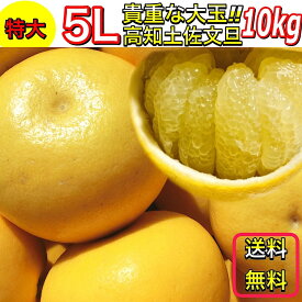 文旦 土佐文旦 特大5Lサイズ 大玉 限定 ご家庭用 約 10kg 高知県産 露地土佐文旦 送料無料 ぶんたん 当店イチオシ 【特大5L 10キロ 土佐文旦】《2月下旬よりご注文順に発送》