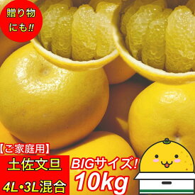 文旦 土佐文旦 4L 3L 混合サイズ 大玉 限定 ご家庭用(贈り物にも) 10kg 高知県産 露地土佐文旦 送料無料 ぶんたん 3L 4L 【家庭用10キロ　4L3L混合　土佐文旦 】《2日〜3営業日以内に発送》