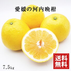 【訳あり特価】産地直送 愛媛産【7.5kg】河内晩柑【送料無料】※北海道・沖縄・離島等除く