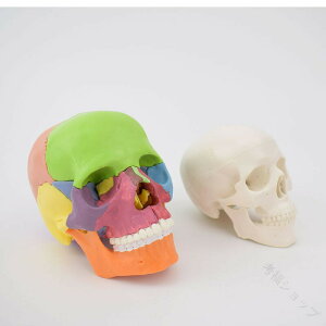 ���W�� ���W���͌^ �[�� �͌^ �{�֐� ���͌^ ���i �����\ �{�֐߂��Č� 15�ɕ����\ �e���ʔz�F ���� ���@�� ��� ���ɍœK�Ȋw�K�p�͌^ ���̓��v���[���g�ɂ���������