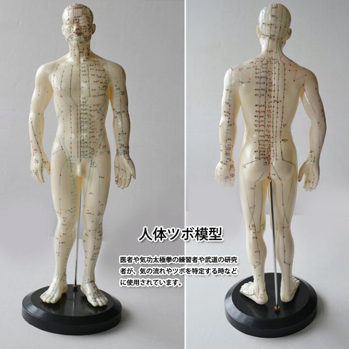 楽天市場】【気功】人体ツボ模型・男性 : 黄河文化店