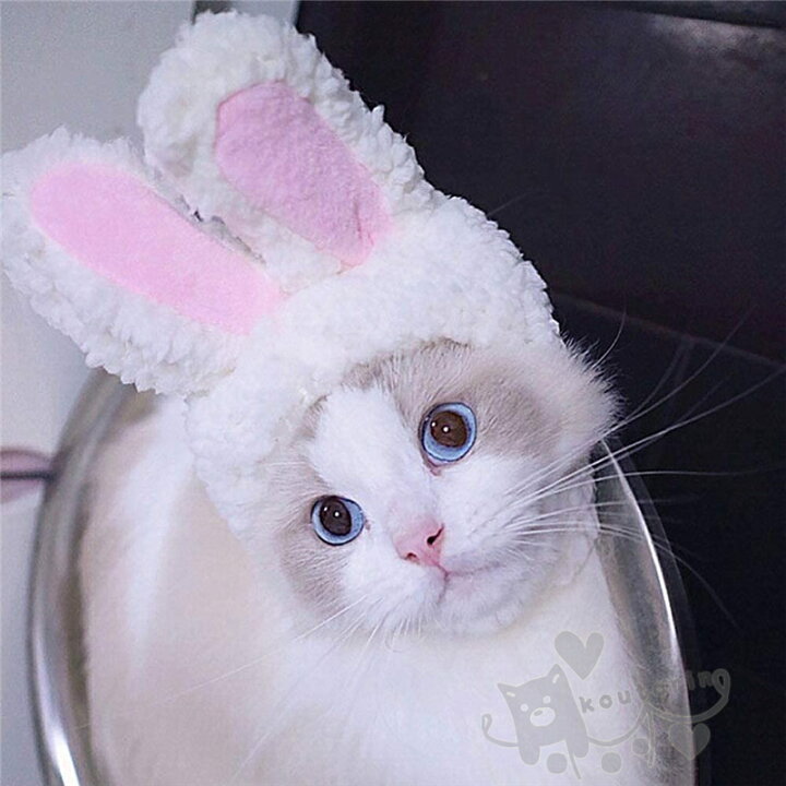 楽天市場 ペット帽子 コスプレ仮装 猫のヘアアクセサリー 面白いかわいいうさぎ変身 猫 かぶりも 猫用帽子 犬猫用ウィッグ 猫コスプレ うさ耳変身 ハロウィン 猫被り物 猫の帽子 おしゃれ ペットの帽子 送料無料 Koutorin