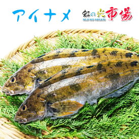業務用 活〆あいなめ 約4.5kg以上（8~10尾） 北海道産 アイナメ 塩焼き 唐揚げ