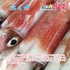 赤イカ 1kg （約2-3杯）伊豆諸島＆北海道産 あかいか 烏賊