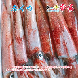 業務用 赤イカ 5kg (1kg 約2-3杯）伊豆諸島＆北海道産 あかいか 烏賊