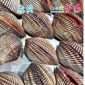 活赤貝 殻付き 2kg (約12~18個) アカガイ 殻付き