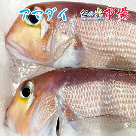 アマダイ 1尾 約1.2kg 鯛 たい 赤尼鯛 赤甘鯛 甘鯛 海水魚