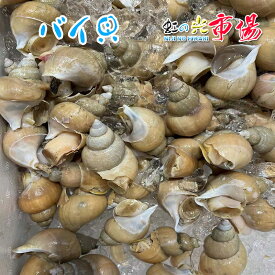 バイ貝 約1kg 殻付き 貝類 白ばい 煮付け 酒蒸し 冷蔵 魚介 海鮮 敬老の日 父の日 母の日 贈り物 BBQ バーベキュー 浜焼き