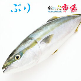 島根・鳥取産 寒ブリ 6kg～7kg ぶり鰤