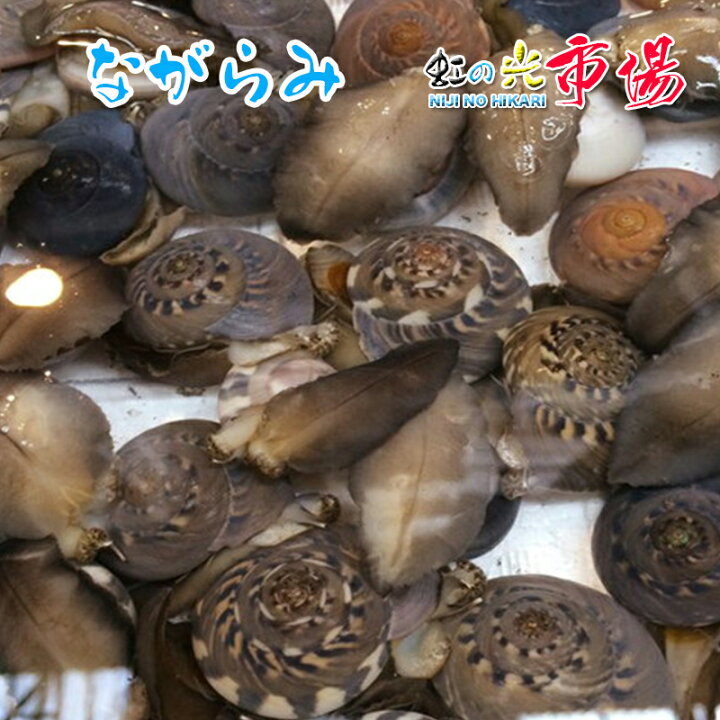 楽天市場 業務用 送料無料 千葉県九十九里産 ナガラミ 3kg 貝 生ながらみ 虹の光