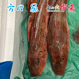 方々 魚 ホウボウ 3尾 (1尾 600〜800g) 北海道 君の魚