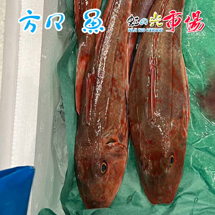 楽天市場 方々 魚 ホウボウ 3尾 1尾 300 400g 北海道 君の魚 虹の光 楽天市場 方々 魚 ホウボウ 3尾 1尾 300 400g 北海道 君の魚 虹の光