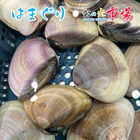 地はまぐり 約500g 小又は中サイズ ハマグリ バーベキュー バター焼き 蛤