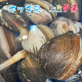 業務用 活ホッキ貝 北海道産 500g（1個200〜300g） 北寄貝 ほっき貝