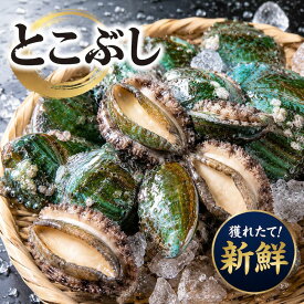 とこぶし 1kg (1個25-45g) トコブシ 床伏 冷蔵 魚介 海鮮 敬老の日 父の日 母の日 贈り物 BBQ バーベキュー 浜焼き