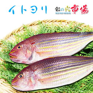 Cg C  ς | Ă g C VՂ Ƃ 1800`1kg