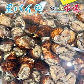 活 黒バイ貝 約3kg 殻付き 砂抜き 殻付き 煮付け 酒蒸し 炊き込み