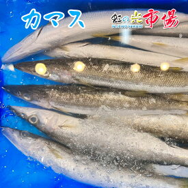 業務用 旬 カマス 5kg かます 赤叺 赤梭子魚 海水魚 高級魚 刺身