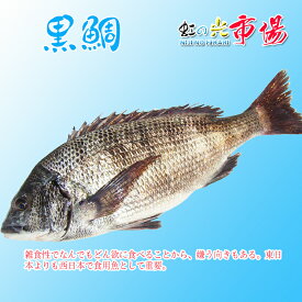 業務用 黒鯛 3尾（約2〜3kg）鯛 タイ たい 鮮魚 刺身