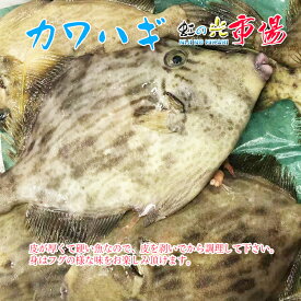 カワハギ 約1kg (3~5尾前後) かわはぎ 魚 味の七変化 千葉内湾産