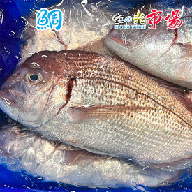 真鯛 1尾 約1kg前後 タイ たい 鮮魚 水産物 新鮮