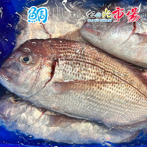 真鯛 タイ マダイ 高級魚 縁起物 白身魚 1尾 約2kg タイ たい 鮮魚 水産物 新鮮 鮮魚 水産物 新鮮 刺身 塩焼き 煮付け 鯛めし あら炊