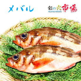 旬の魚 メバル 500g 赤目張 アカメバル 海水魚 煮付け 塩焼き 唐揚げ 刺身