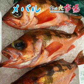 旬の魚 メバル 500g 赤目張 アカメバル 海水魚 煮付け 塩焼き 唐揚げ 刺身