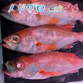 生 ノドグロ 赤ムツ 5kg (1kg 約2~4尾) アカムツ 赤むつ のどぐろ 超高級魚